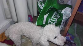 Loook how this Toy Poodle find its food