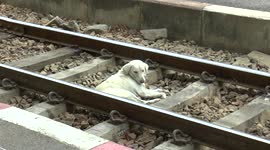 Dogs Howl at Train Announcement