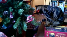 Cat vs Christmas Tree