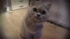 Persian cat is getting angry