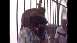 Monkey steals money from man's pocket in India