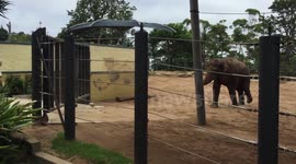 Elephant plays rugby