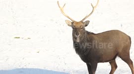 Deer In Snow - Cookstown, N. Ireland - Dec 29th 2014 (clip 1)
