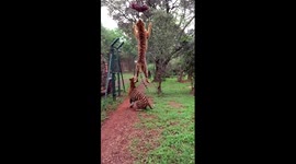 Tiger jumps to catch meat, filmed in slow-motion