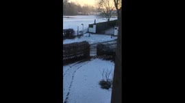 Wallaby on the loose in Leicestershire