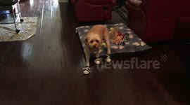 Cute Puppies Walking in New Shoes