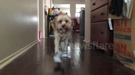 Puppies struggle to walk with new shoes