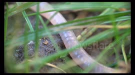 Sworm