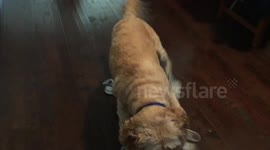 Puppies Can't Walk In New Shoes