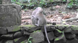 Monkeys Fighting - Ubud Monkey Forest Bali
