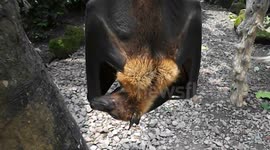 Bat Punches Man!