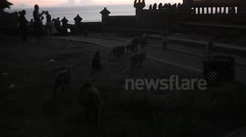 Hundreds of monkeys at the Uluwatu Temple in Bali