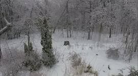 Frozen rain covers trees in ice in Montreal, Quebec, Canada