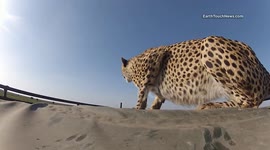 Car-climbing cheetahs use film vehicle as a vantage point