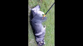 Dog enjoying life