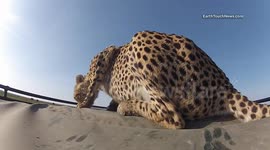Cheetah plays with camera