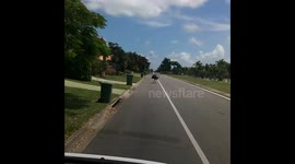 Emu walking down Aussie street