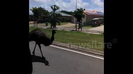 Emu walks down street in Australia