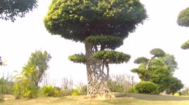 Weird webbed tree trunk in China