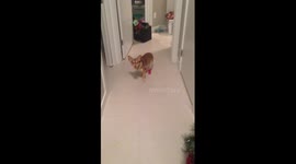 Iggy Hates Boots
