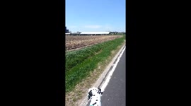 Simon Gets Chased by Cows