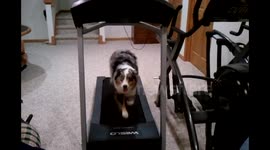 Dog Running on a Treadmill