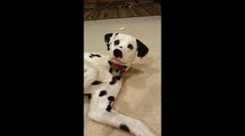 When Ranger Decides He's Done Learning More Tricks