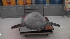 Ocean sunfish First seen in city of Zhejiang, China