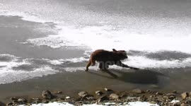Calf rescued from slipping on ice in China