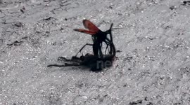 Giant wasp fights tarantula
