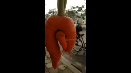 Rude carrot with male and female
