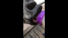 Slow-mo Goat