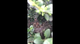 Baby Robins in Nest