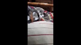 Tiku