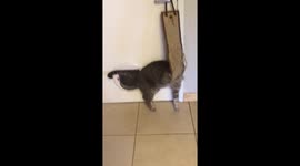 Cat loves catnip