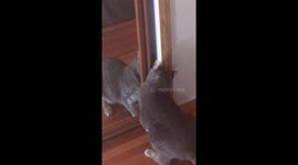 Clever cat opens closet
