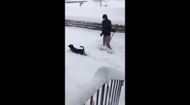Dog plays in deep snow in Massachusetts