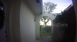 Porch Pirate