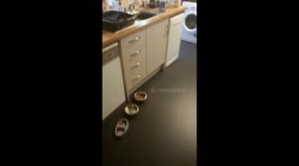 Clever dog plays dead