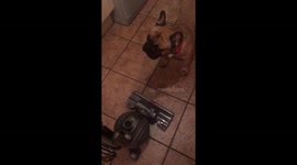 Frenchies don’t like the hoover