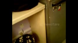 Cat loves being in the fridge