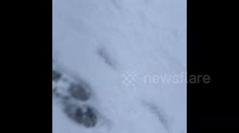 throwing and attacking binmen and having snowball fight with them