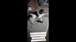 When your dog refuses to let you change the song