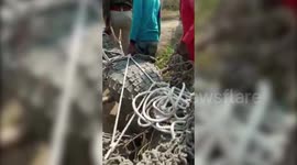 Massive 300kg crocodile rescued from a farm in central India