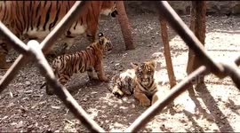 Tigress at Indian zoo gives birth to four little cubs