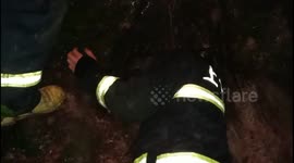Firefighters rescue puppy from burning ancient tree
