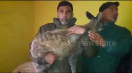 Rare musk deer captured alive in central Kashmir’s Ganderbal district India.