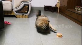 Confused puppy fights with burger-shaped toy