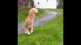 Primus the cat has the fluffiest tail