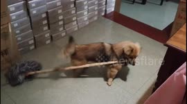 Hard-working puppy volunteers to help with housework